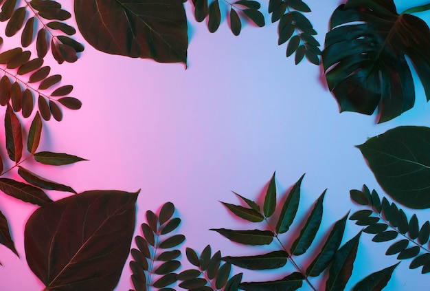 Background from tropical green leaf with neon pink blue gradient light.