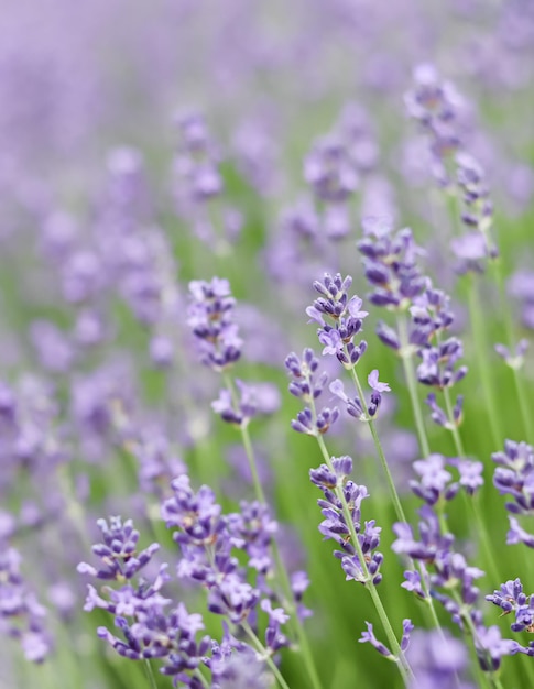 Background from violet lavender in the garden