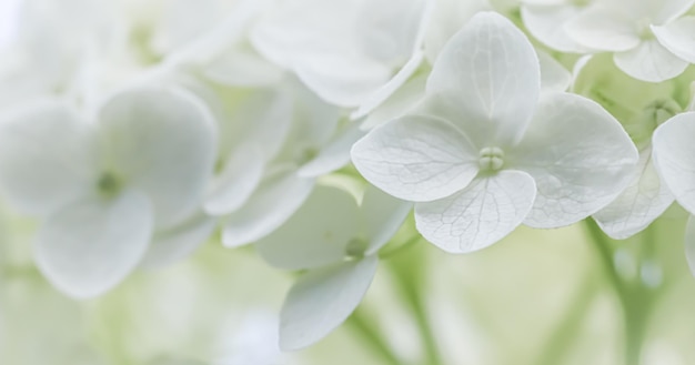 Background from white flowers Hydrangea or hortensia in blossom