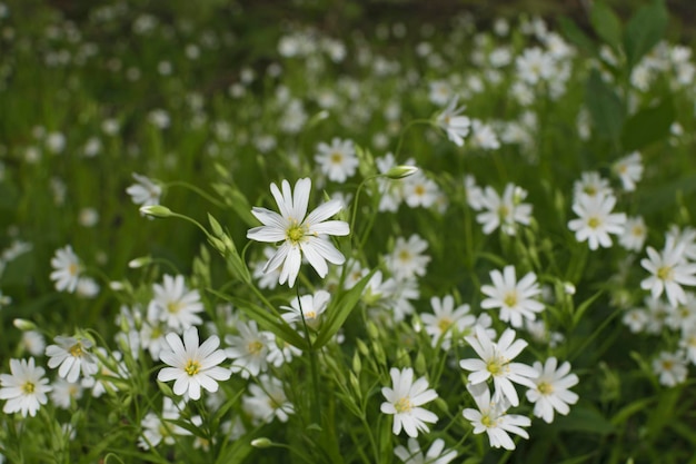 Background from white wild spring flowers