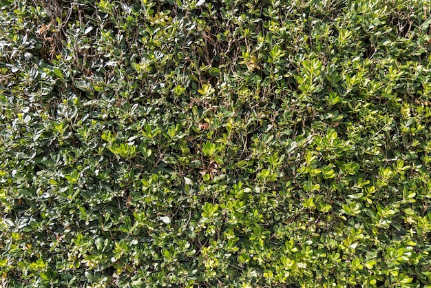 Background in a garden of green leaves in the summer