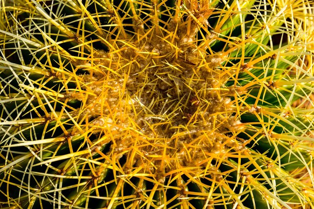 Background of the Golden barrel cactus echinocactus grusonii