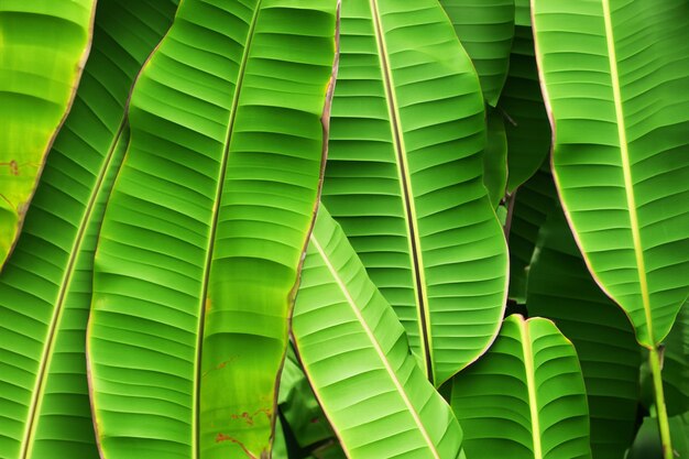 Background of green banana leaves forest