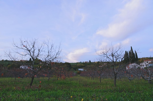 Background of green beautiful garden with old olive trees at the Adriatic coast in spring.