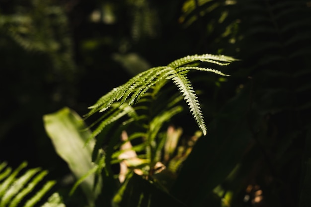 Background green fern leaves in nature forest