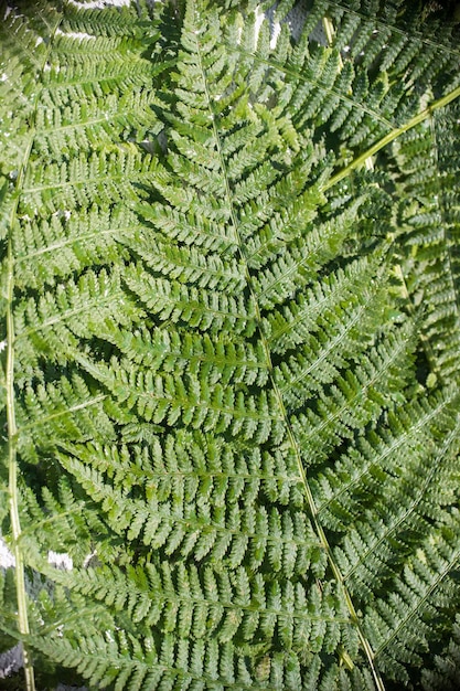 Background of green fern leaves stacked side by side Vertical orientation