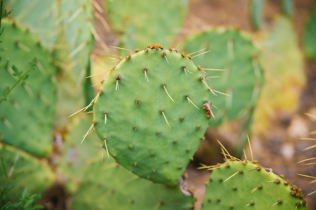 Background of a green flat cactus Prickly leaves The texture of an exotic plant