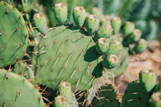 Background of a green flat cactus Prickly leaves The texture of an exotic plant