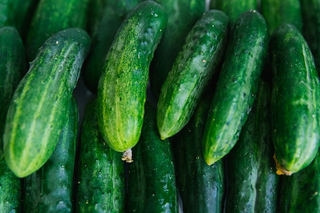 Background of green fresh cucumbers. Natural texture. Agricultural industry. Harvesting.