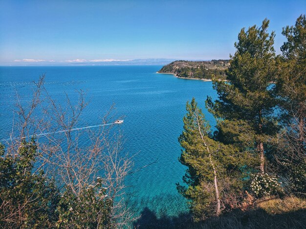 Background of green garden with old olive trees at the Adriatic coast in spring. Rural hills. view