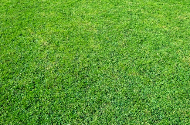 Background of green grass field. Green grass pattern and texture.