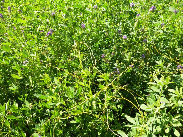 Background of green grass with flowers