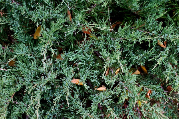 Background green juniper