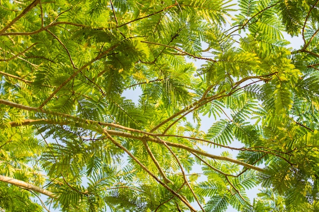 Background of green leaves tree