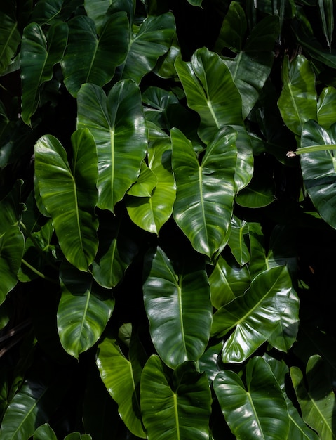 Background of green leaves in tropical plant