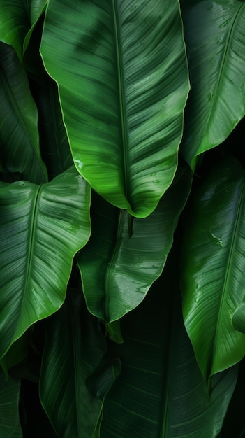 Background green leaves