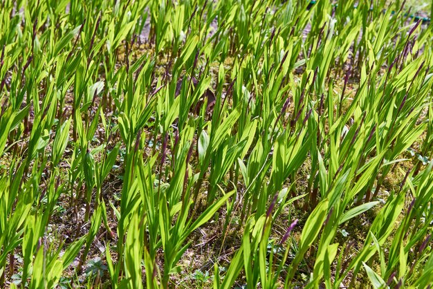 Background of green shoots young plants