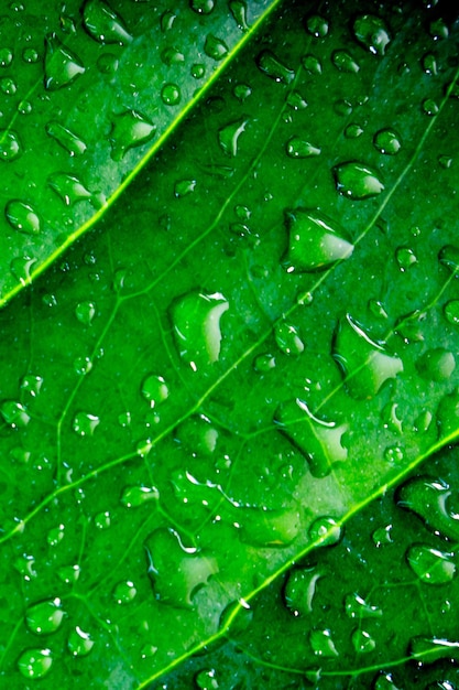 Background of green wet leaf of an exotic plant with water drops closeup