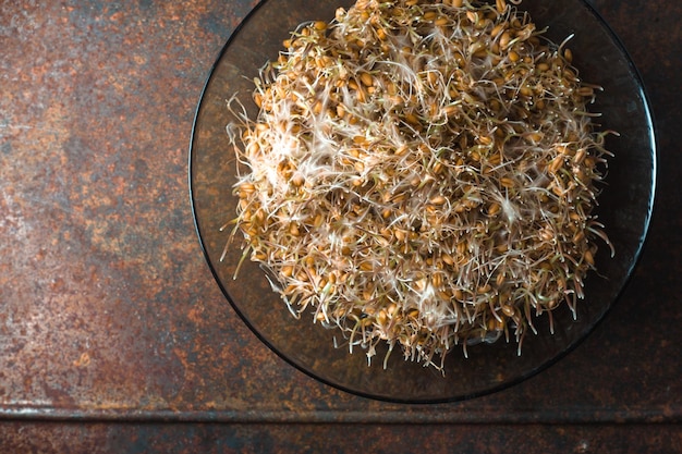 Background of green wheat germ closeup healthy food