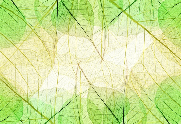 Background of Greenand Yellow Leaves