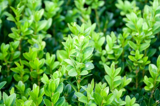 Background of a grown tender twigs of a green bush Selective focus