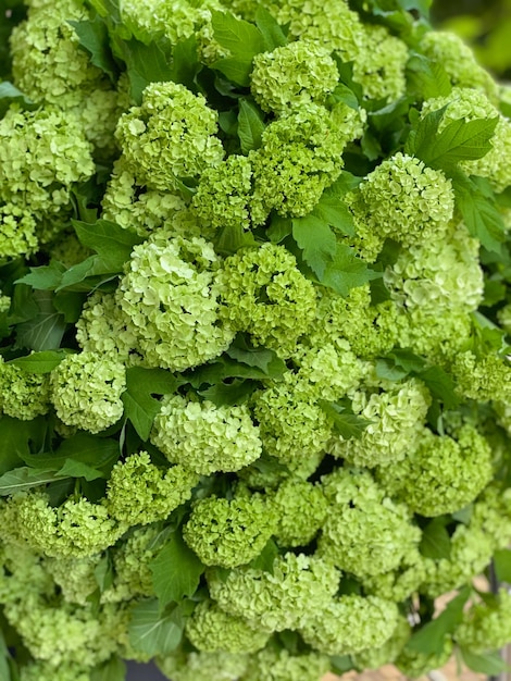 Background image of an armful of bright green viburnum Unusual plants closeup Exotic floristry