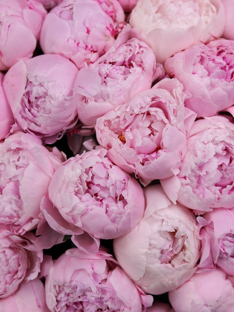 Background image of a bouquet of pale pink peonies Luxury delicate flowers for a gift closeup