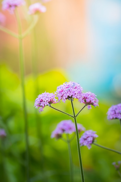 background image of the colorful flowers