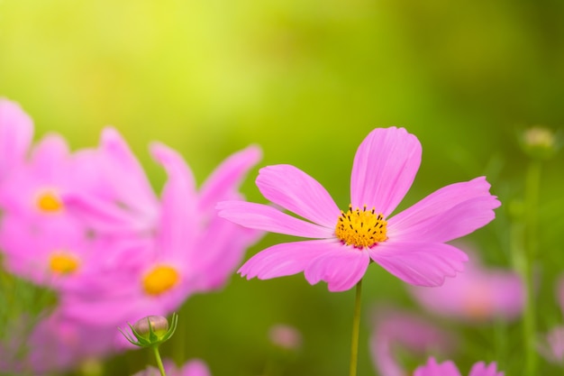 background image of the colorful flowers