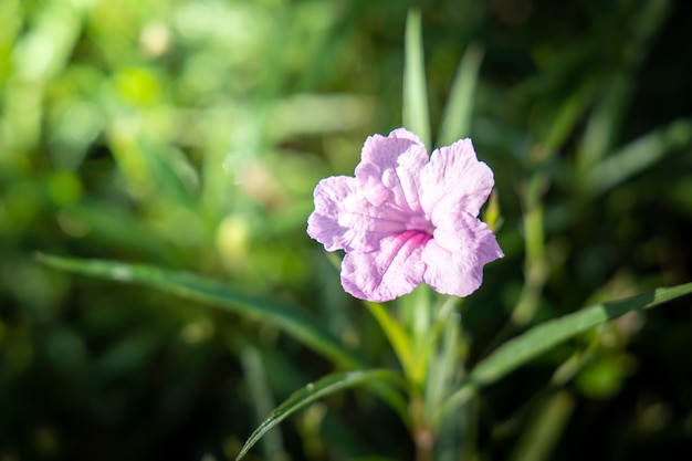 The background image of the colorful flowers