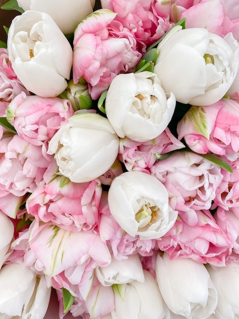 Background image of white and pink tulips. Bouquet of spring flowers