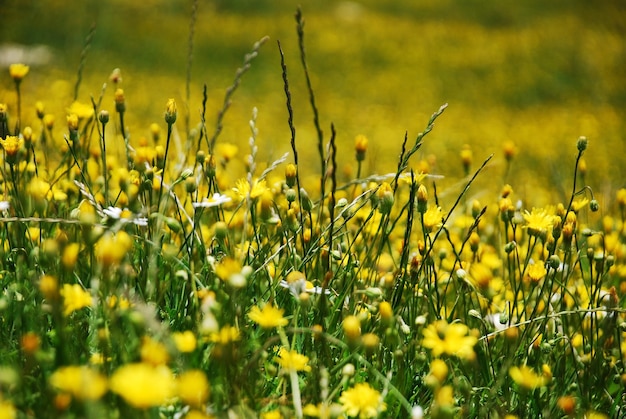 a background image of yellow flowers