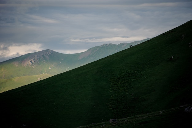 Photo background of the inclined green grass hill in the background of mountains