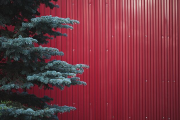 Background of iron red leaves. example of a simple fencing. with large coniferous firs