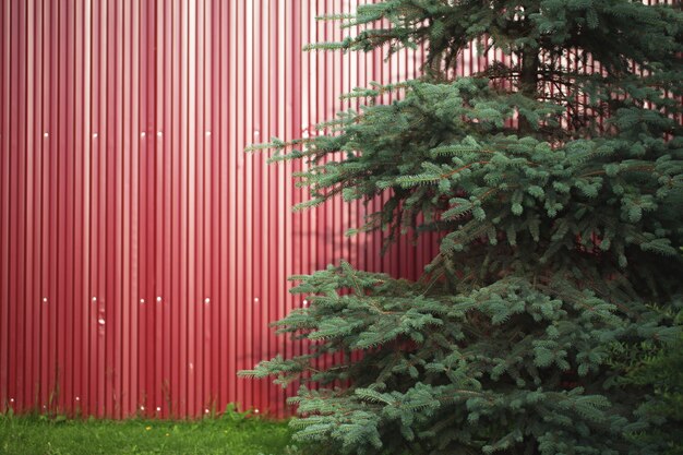 Background of iron red leaves. example of a simple fencing. with large coniferous firs