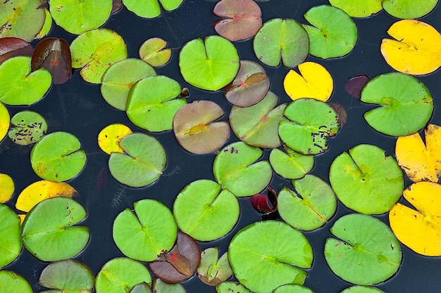 The background is from the leaves of the water lily in the pond The background of nature