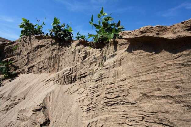 The background is a sandy mountain with trees.