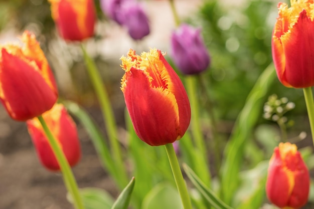 Background of a large number of bright blooming tulips