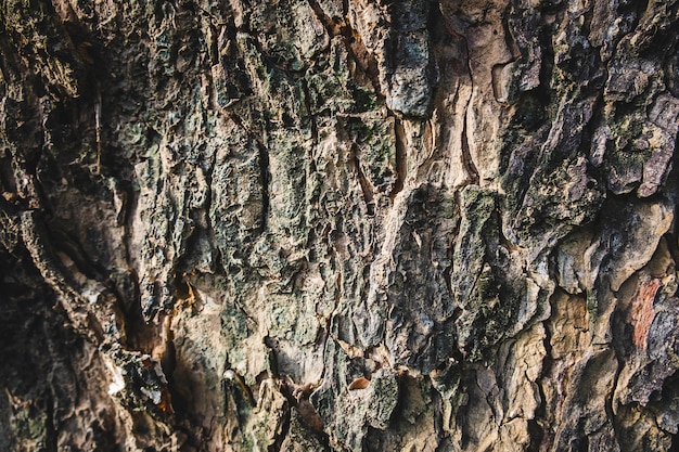 Photo background of large tree bark