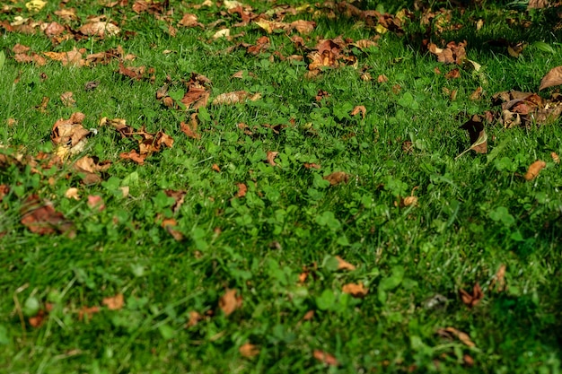 A background of a lawn with green grass and rare autumn leaves illuminated by the sun.