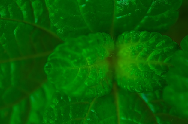 Background leaves green in nature