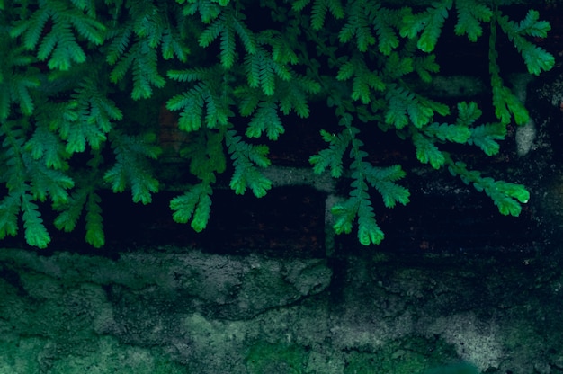 Background leaves green in nature