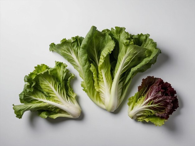 background lettuce