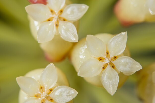 Background macro flower