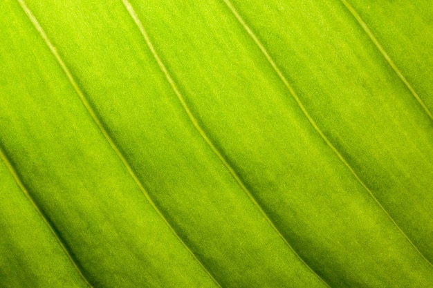 Background macro pattern of green leaves