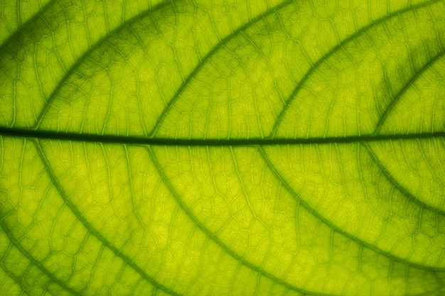 Background macro pattern of green leaves