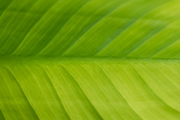 Background macro pattern of green leaves