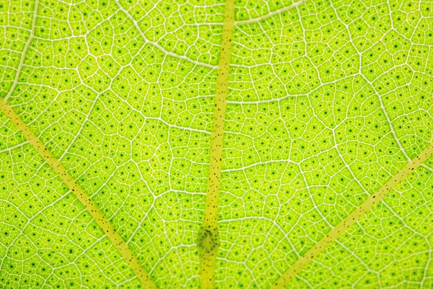 Background macro pattern of green leaves