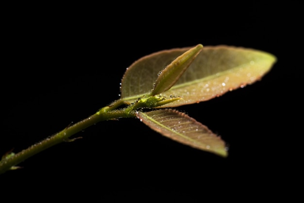 Background macro plant