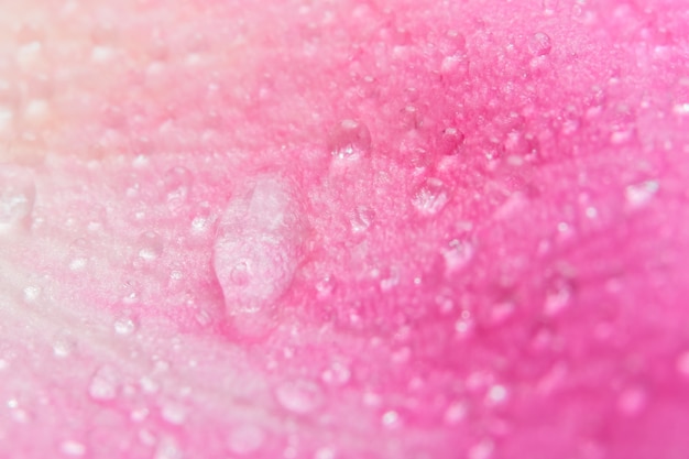 Background macro water droplets on the petals of pink roses